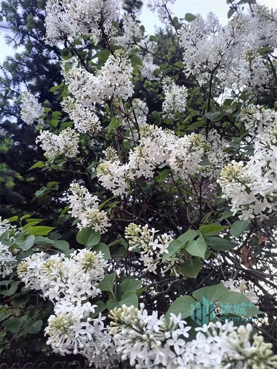 古代潮汐可能激发出人类首个城市文明